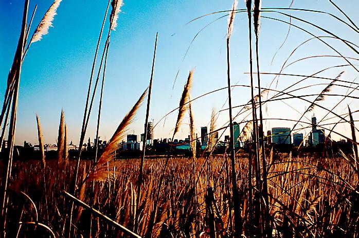 "Reserva ecologica" City Park. Buenos Aires